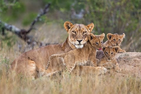 Loisaba is one of the finest wildlife destinations in East Africa - Credit: getty