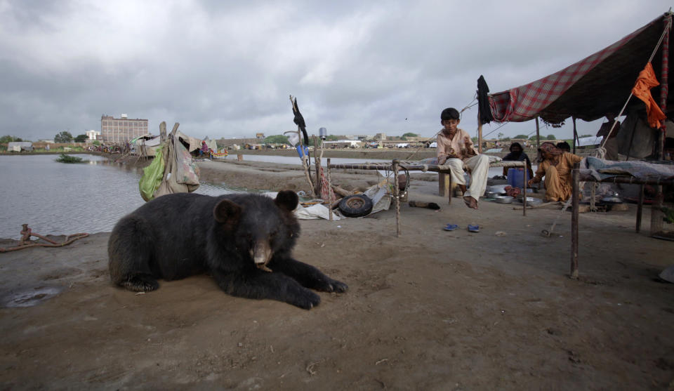 A pet bear sits among residents who escaped to higher ground from their flooded village in the Tando Allahyar district of Pakistan's Sindh province September 15, 2011. This year, floods have destroyed or damaged 1.2 million houses and flooded 4.5 million acres (1.8 million hectares) since late last month, officials and Western aid groups say. More than 300,000 people have been made homeless and over 200 have been reported killed. REUTERS/Akhtar Soomro (PAKISTAN - Tags: DISASTER ENVIRONMENT SOCIETY ANIMALS)