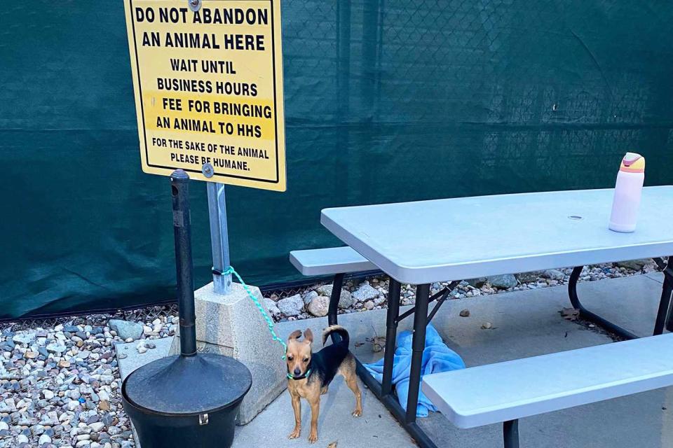 <p>Harbor Humane Society</p> Chihuahua mix left at old "Do Not Abandon" sign outside the Harbor Humane Society in Michigan