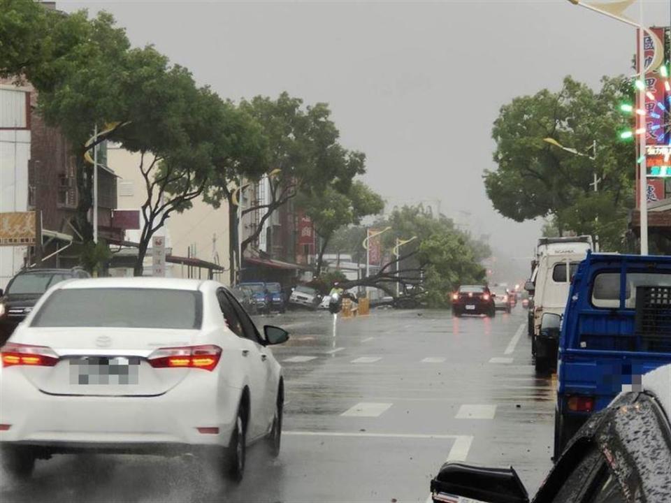 受圓規颱風外圍環流影響，花蓮路樹、機車倒一排。（民眾提供／羅亦晽花蓮傳真）
