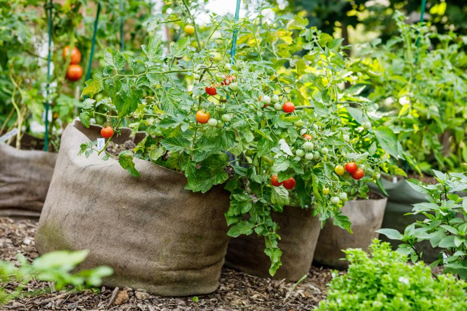 Use grow bags, pots, or other small containers