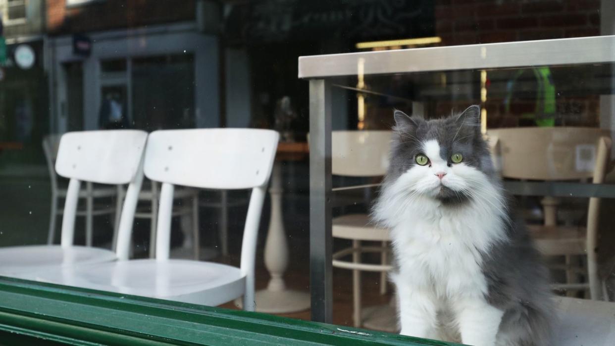 Eine Katze schaut durch das Fenster eines Restaurants im Londoner Stadtteil Soho.