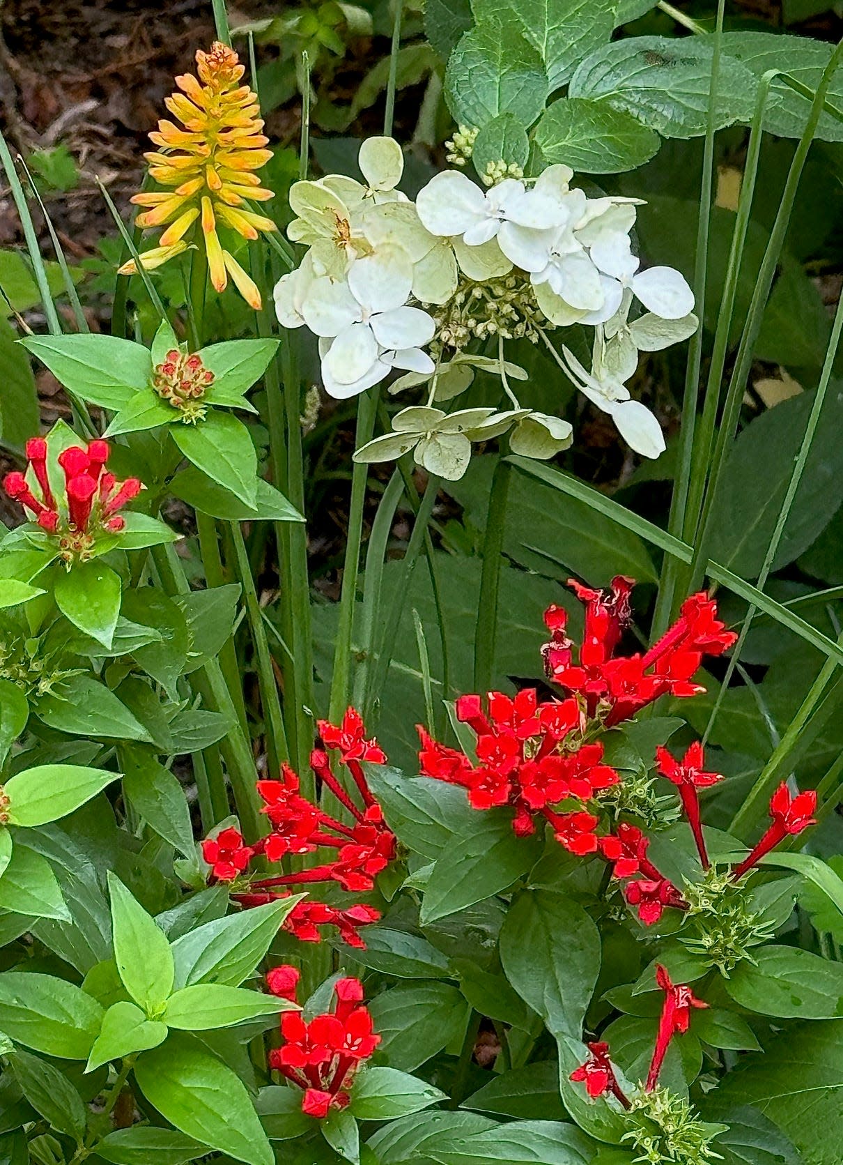 Estrellita Scarlet firecracker bush makes its debut in 2025. It is seen here with Rockin Playin’ the Blues salvia and Pinky Winky Prime hydrangea.