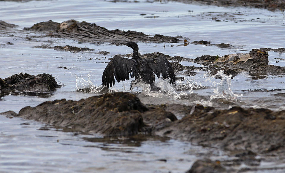 <p> FILE - In this May 21, 2015, file photo, an oil-covered bird flaps its wings amid at Refugio State Beach, north of Goleta, Calif. A California jury has found a pipeline company guilty of nine criminal charges for causing a 2015 oil spill that was the state's worst coastal spill in 25 years. The jury reached its verdict against Plains All American Pipeline of Houston on Friday, Sept. 7, 2018, following a four-month trial. The jury found Plains guilty of a felony count of failing to properly maintain its pipeline and eight misdemeanor charges, including killing marine mammals and protected sea birds. (AP Photo/Jae C. Hong, File) </p>