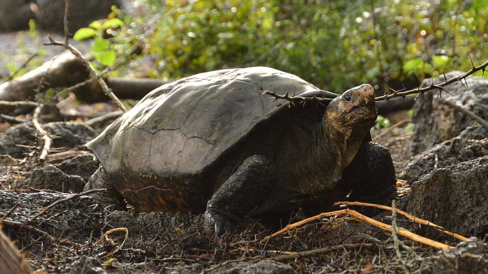 Tortuga gigante hallada en la Isla Fernandina en 2019