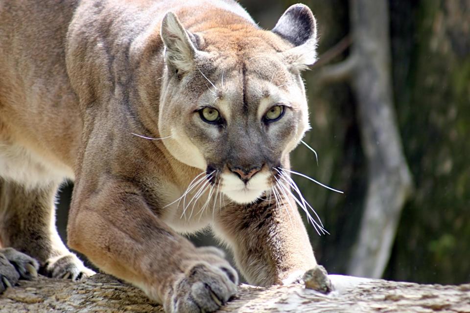 Mountain lions, also known as pumas and cougars, are native to the Chihuahuan Desert and sightings of the big cats are not uncommon in El Paso.