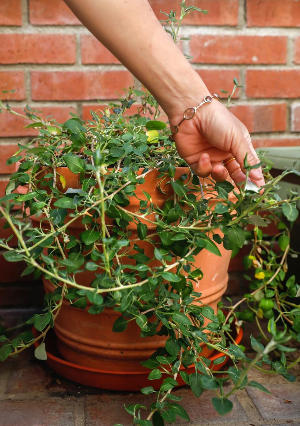 Sea cliff buckwheat growing in a terracotta pot.