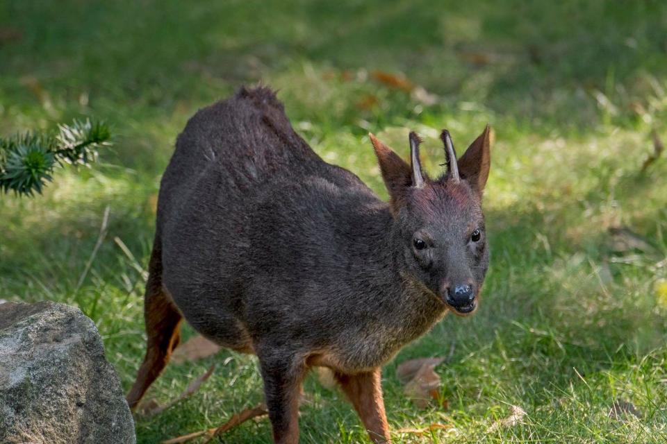 Pudu del sur