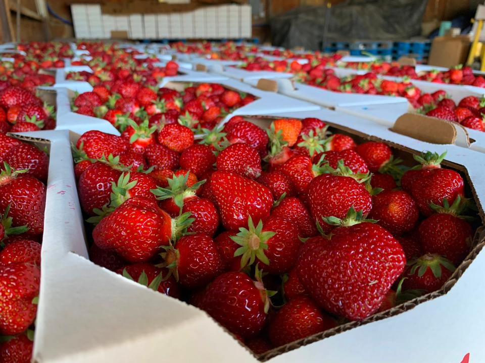 Strawberry picking season at Quonset View Farm started on June 7 this year.