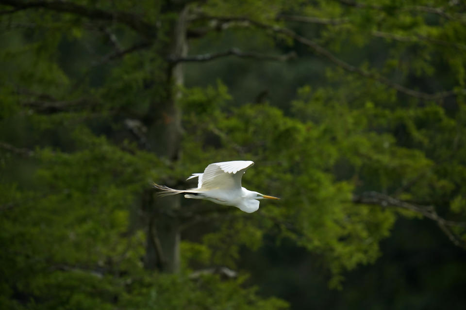 An egret flies with a cypress tree seen in background on Avery Island, La., where Tabasco brand pepper sauce is made, Tuesday, April 27, 2021. As storms grow more violent and Louisiana loses more of its coast, the family that makes Tabasco Sauce is fighting erosion in the marshland that buffers its factory from hurricanes and floods. (AP Photo/Gerald Herbert)