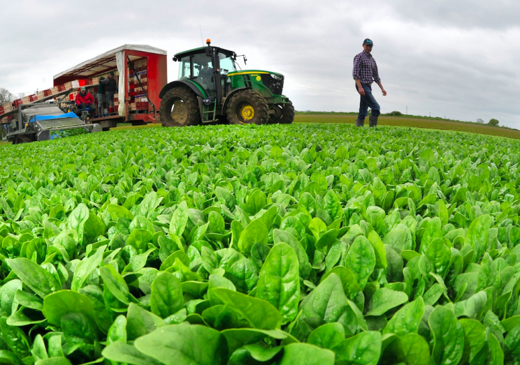 Lutein is also found in spinach (Picture; PA)