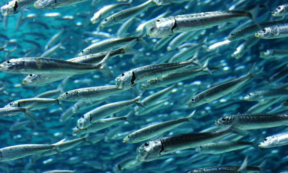 Sardines