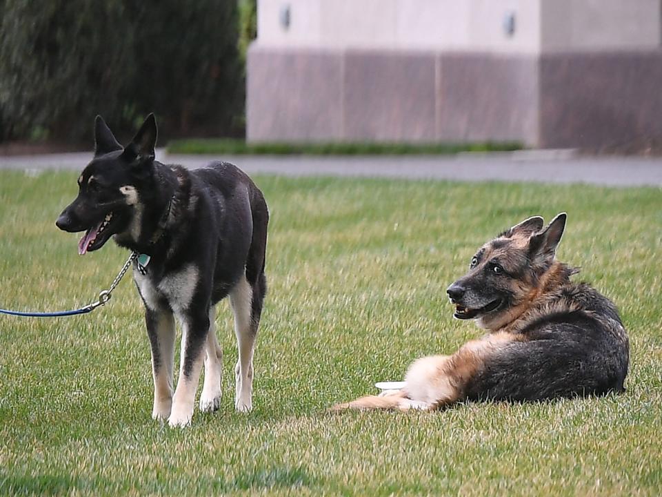 champ major biden dogs