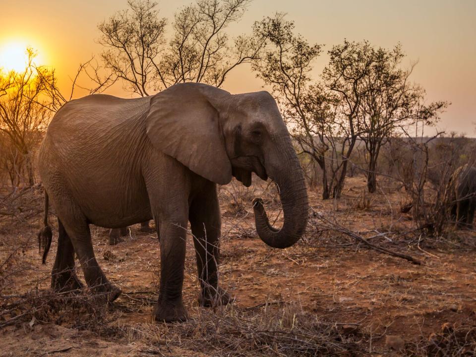 african elephants