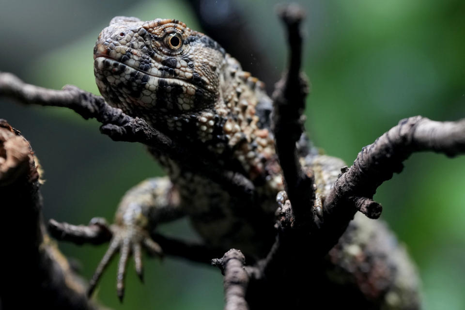 A Crocodile Lizard at London Zoo's new experience, The Secret Life of Reptiles and Amphibians ahead of its opening to the public on Friday March 29, in London, Monday, March 25, 2024. (AP Photo/Kirsty Wigglesworth)