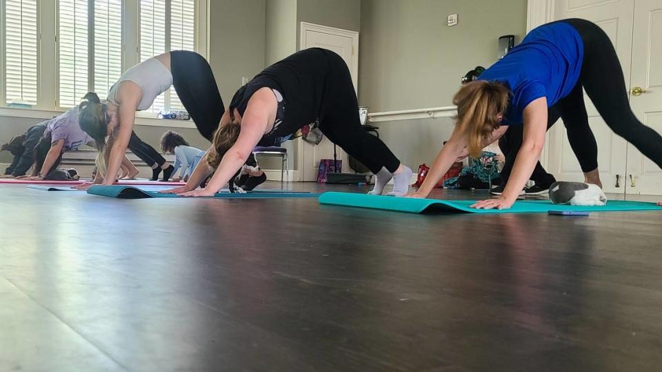 Puppies nap and wander around a line of yogis in the down dog position during Pits & Giggles’ puppy yoga in May 2023. Courtesy of Pits & Giggles