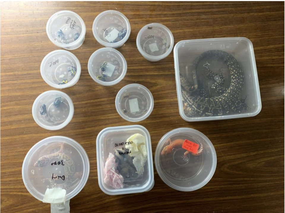 Some of the live animals found in Li's car on 10 November 2019. (Photo: NParks)