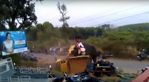 The animal destroyed about 27 vehicles. Picture: LiveLeak