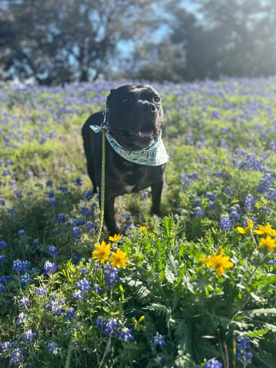 Forky the dog enjoying the bluebonnets (Courtesy: Akshata Stephen)