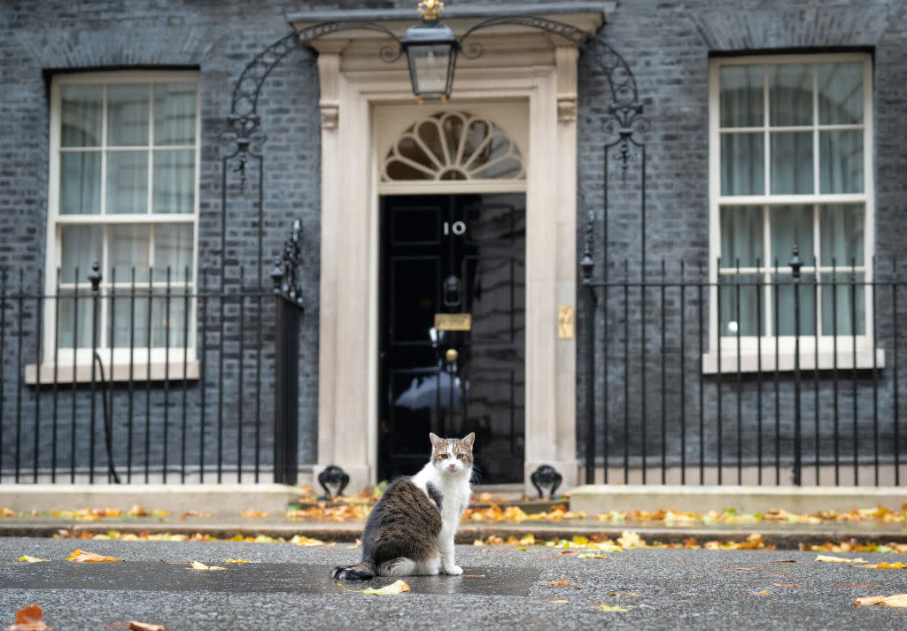 Larry the Downing Street cat