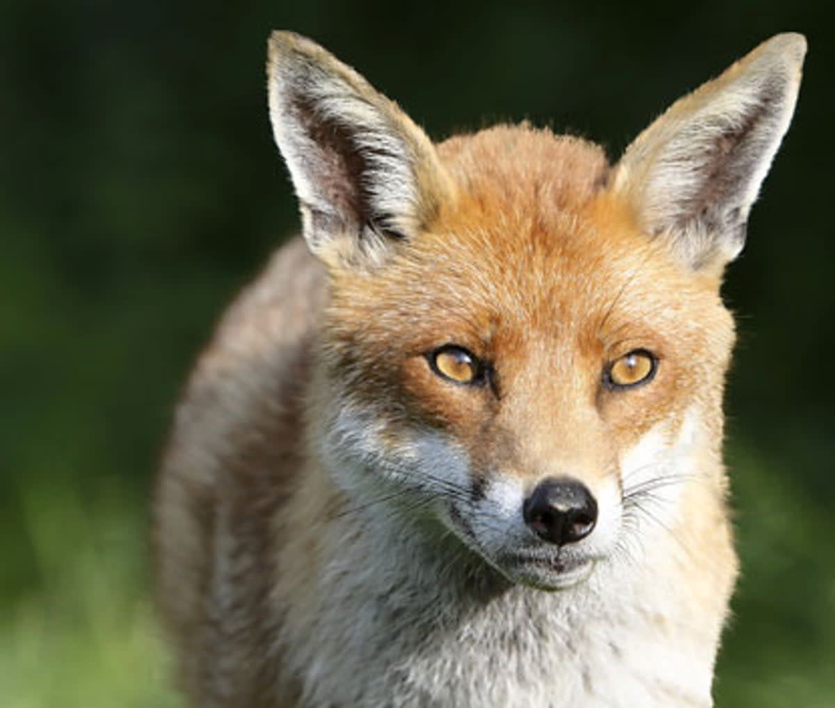 The fox stunt has been slammed by animal welfare groups   (AFP)