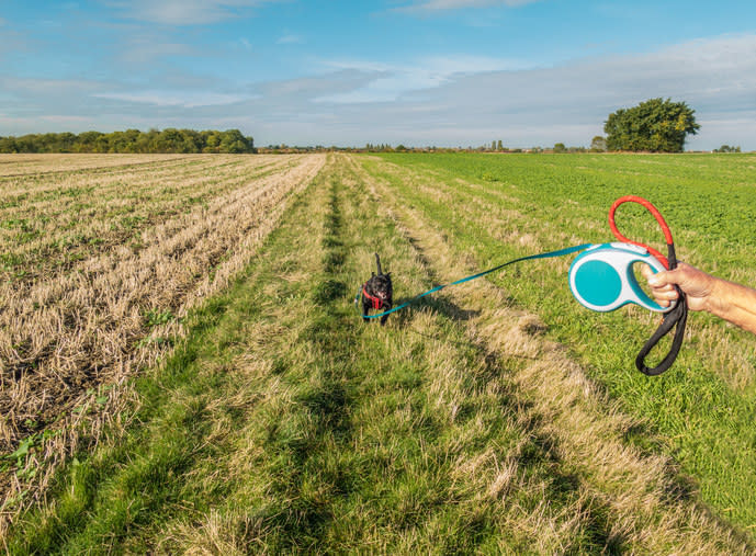 a dog on a retractable leash running in a field