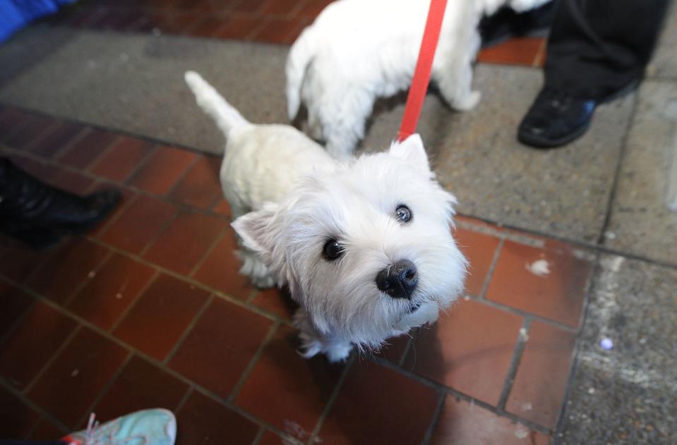 West Highland Terrier