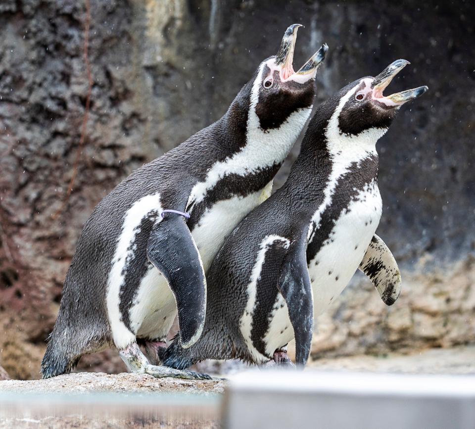 Humboldt penguins announce the coming of spring as they take the place of Gordy the groundhog for the annual Groundhog Day ceremony at the Milwaukee County Zoo Friday.