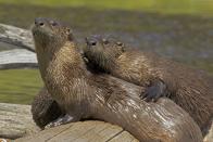 PIC BY JOHN CANCALOSI / ARDEA / CATERS NEWS - (Pictured river otters cuddling) - From a loving look to an affectionate nuzzle, these are the charming images of cute creatures cosying up for Valentines Day. And as the heart-warming pictures show the animal kingdom can be just as romantic as us humans when it comes to celebrating the big day.
