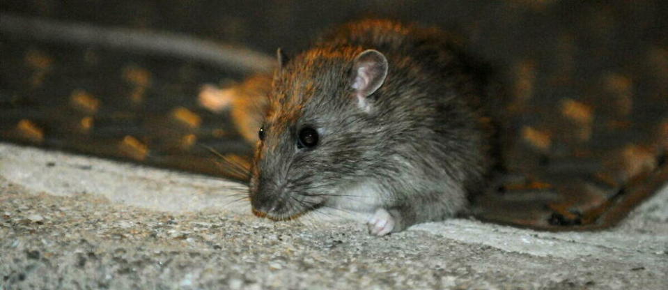 Selon la mairie écologiste, la présence de rats ne présente pas de problème à la population, bien au contraire.  - Credit:SOUILLARD Bruno / MAXPPP / PHOTOPQR/LA PROVENCE/MAXPPP