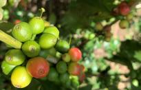 Coffee berries during his harvest at a farm in Amparaky village in Ampefy town of Itasy region