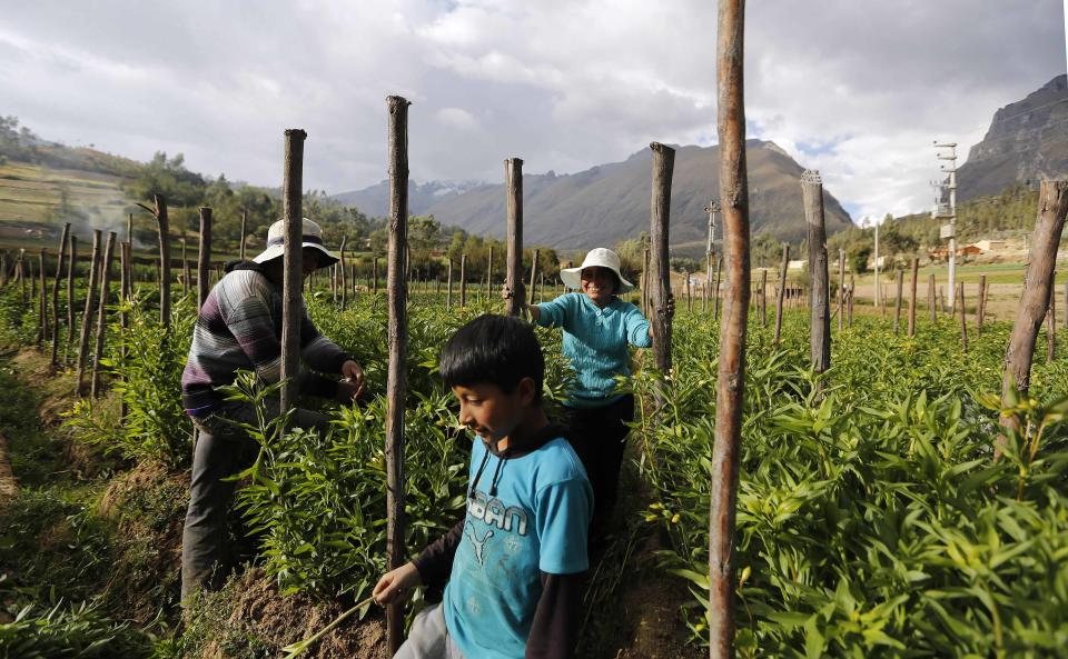 Farmers work in a field irrigated by glacial meltwater, below Huandoy montain in Yungay Valley