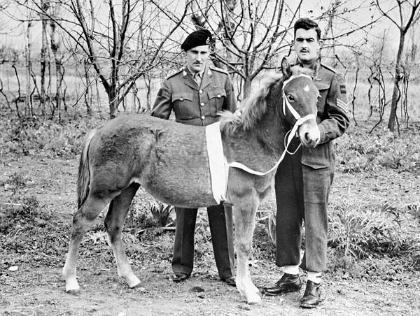 "Princess Louise," the mascot of the 8th Princess Louise's (New Brunswick) Hussars, who was found badly wounded after the battle of Coriano and nursed back to health by members of the regiment. Italy, 1944.