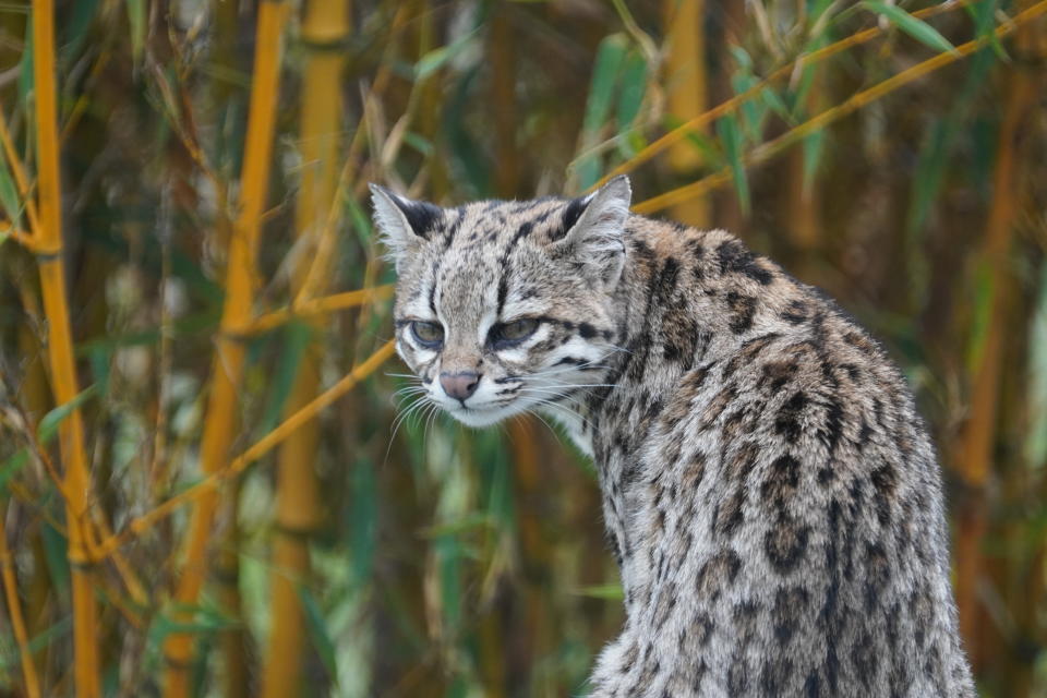 El gato de Nariño nada tenía que ver, inicialmente, con el resto de especies de tigrillos del continente. Foto: Getty Creative