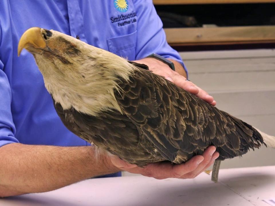 A bald eagle specimen being held by Jim Whatton, a research assistant of the Feather Identification Lab team.