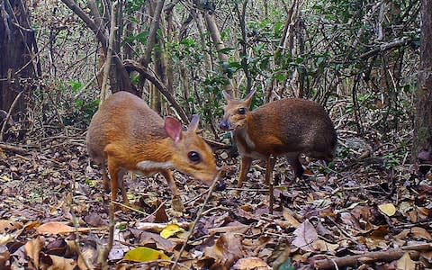 The Vietnamese mouse-deers, pictured in an unknown location in Vietnam by a camera trap. - Credit: AFP