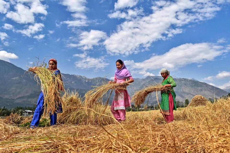 Women in a paddy field during rice harvesting season in Srinagar,Indian administered Kashmir on Sept. 24, 2017.