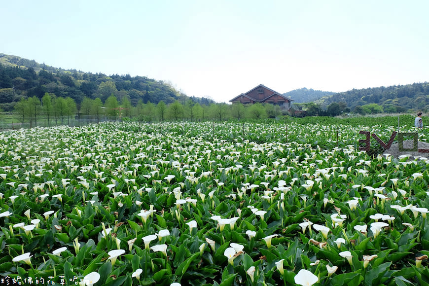 陽明山｜頂湖環狀步道、花谷海芋園