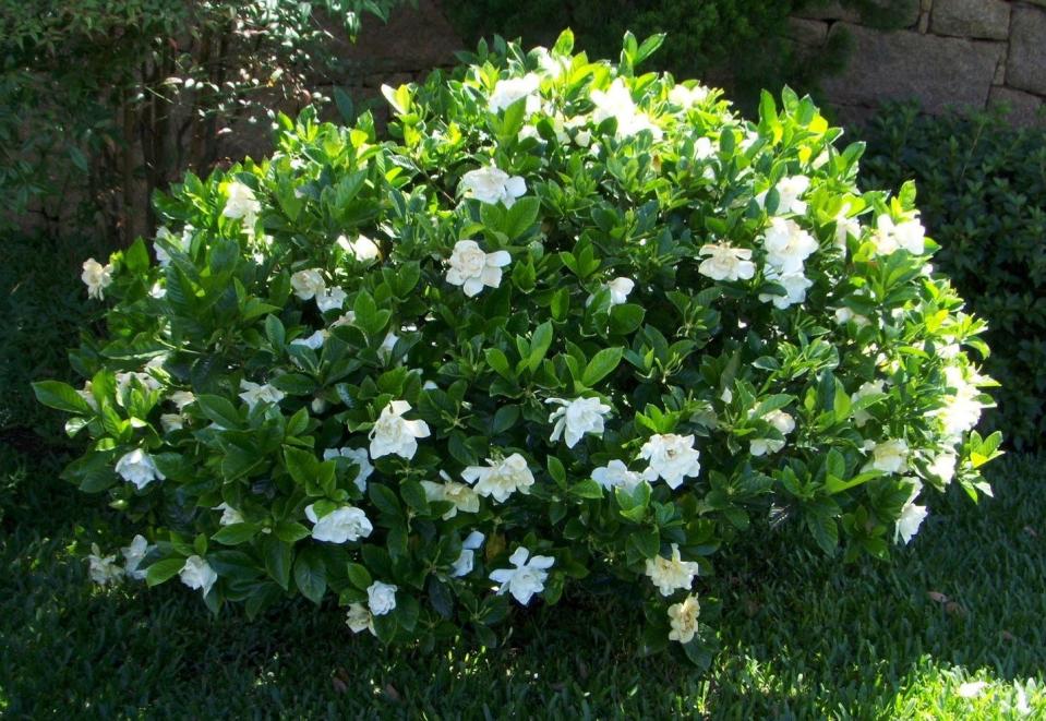 A low growing gardenia in full bloom.