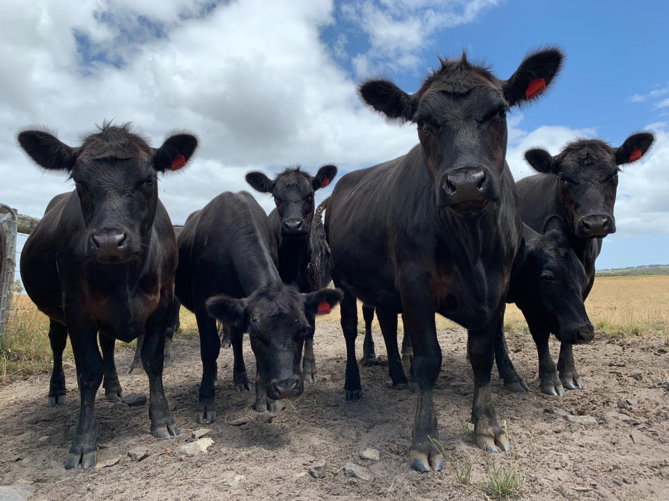 A half dozen Black Angus cows in a field next to a fence against a blue sky with clouds visible.