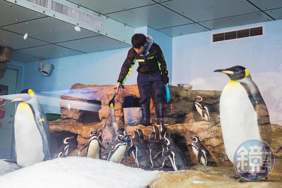 除了國王企鵝外，Xpark還引進國內首見的麥哲倫企鵝。