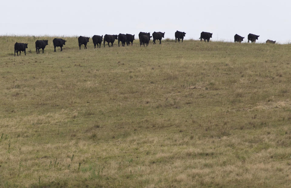 In this photo from Aug. 1, 2012, cattle belonging to Todd Eggerling, of Martell, Neb., walk single-file through thin pasture to a water source beyond the hill. Due to the summer's record drought and heat his cattle operation is in bad shape. Eggerling would normally graze his 100 head of cattle through September, but the drought has left his pastureland barren. He's begun using hay he had planned to set aside for next year's cattle, and is facing the reality that he will have to sell the cattle for slaughter early at a loss. (AP Photo/Nati Harnik)