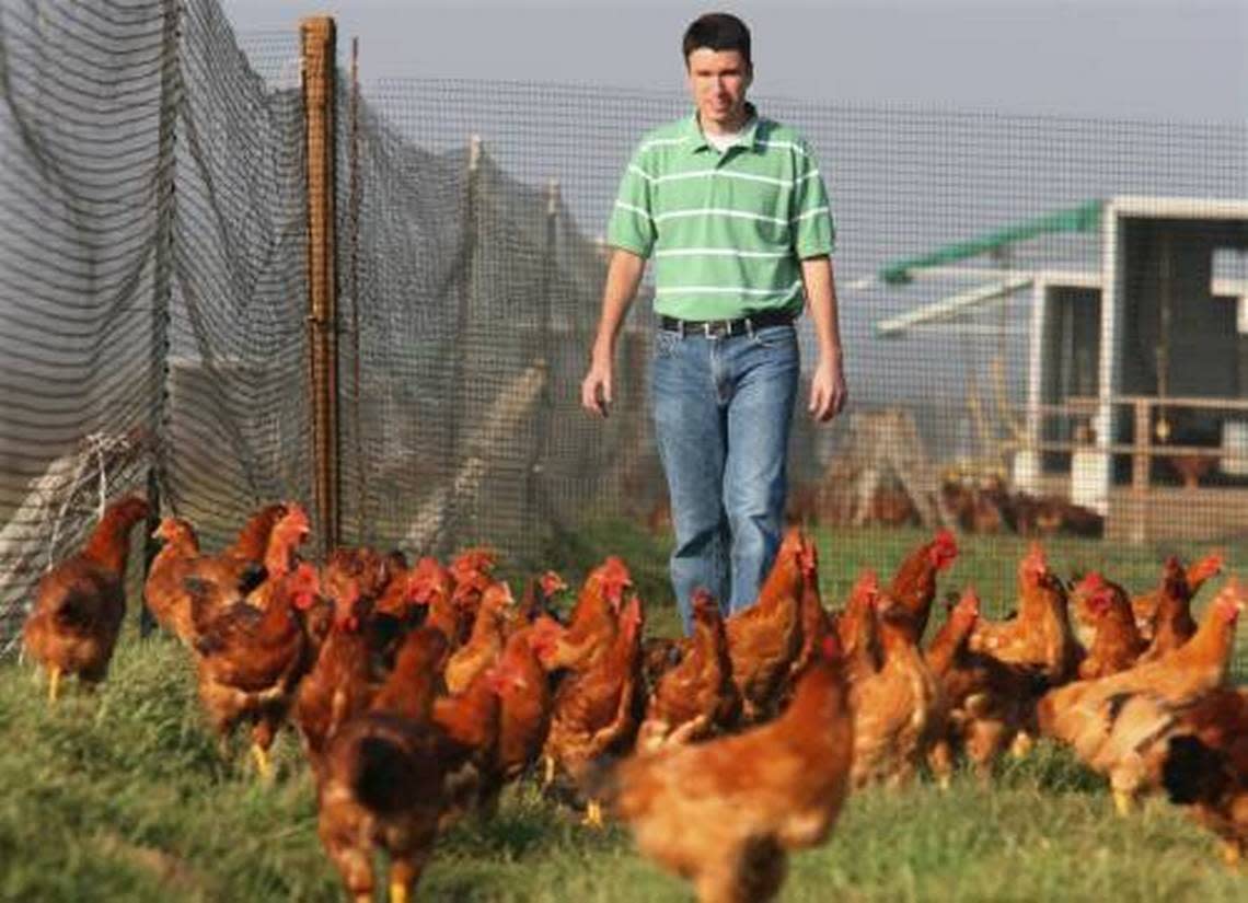 David Pitman of Pitman Family Farms looks over Rhode Island Red chickens at the Shafer Ranch at Parlier, raised there for the family operation, in 2010. Fresno Bee file photo. John Walker/Fresno Bee