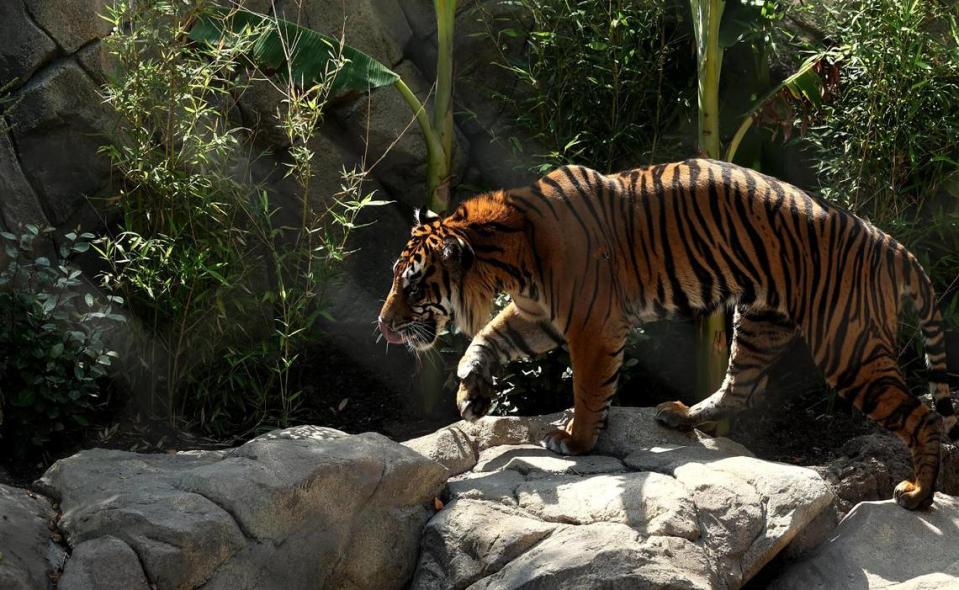 A Sumatran tiger walks along the rocks of his habitat at the Fort Worth Zoo on Tuesday, June 20, 2022. The Fort Worth’s new exhibit Predators of Asia & Africa opened on June 22, marking the finalization of the third phase of a $130 million four-stage expansion.