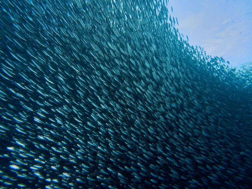 Sardinen bilden große Schwärme. Mehrere solcher Schwärme sind vermutlich vor der japanischen Insel Hokkaidō verendet und wurden an einen Strand gespült.