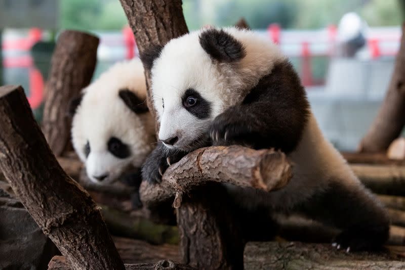 A handout photo shows twin panda cubs in Berlin Zoo