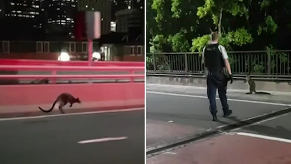 The rogue wallaby goes for an early morning commute before being confronted by a Sydney police officer. Source: 7 News