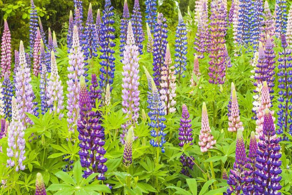 Lupine