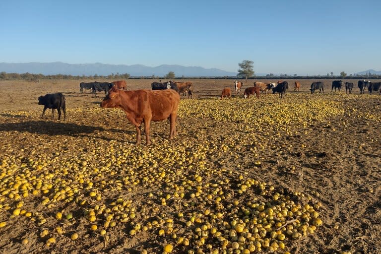 Abelardo Usandivaras alimenta 1800 cabezas todos los días con los limones que le entregan productores