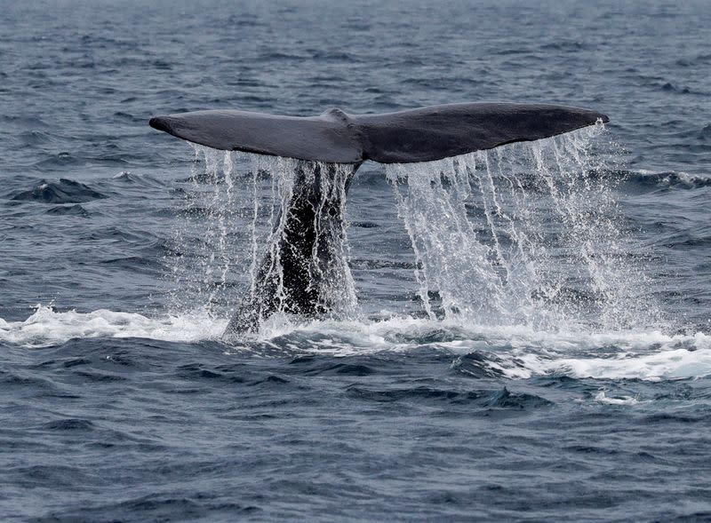 FILE PHOTO: The fluke of a sperm whale sticks out of the sea as it dives in the sea near Rausu